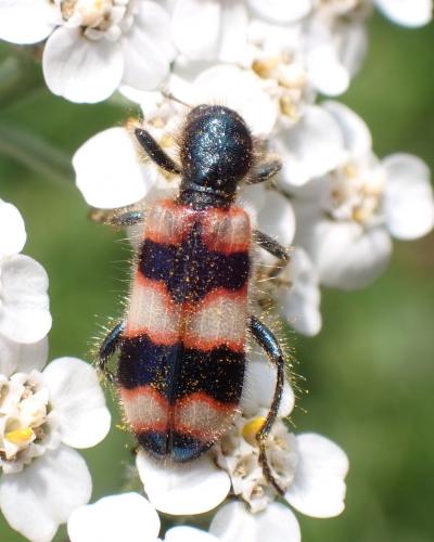 Réf. 289 096 : Trichodes apiarius